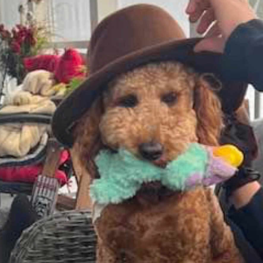Elmo is registered to the contest to win money with this photo: airedale, animal, canine, clothing, dog, face, hat, head, person, pet, poodle, puppy, terrier