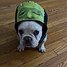 Benito is registered to the contest to win money with this photo: dog, french_bulldog, pet, canine, helmet, costume, green, white, portrait, close_up, wide_eyes, sitting, wooden_floor, indoor, funny, cute, superhero, animal, companion, photography