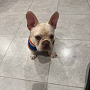 Benito joined the competition — help win amazing prizes! dog, french_bulldog, puppy, pet, animal, sitting, indoors, tile_floor, harness, blue, orange, cream_colored, large_ears, short_snout, wrinkled_face, looking_at_camera, portrait, house, floor, funny_expression