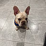 dog, french_bulldog, puppy, pet, animal, sitting, indoors, tile_floor, harness, blue, orange, cream_colored, large_ears, short_snout, wrinkled_face, looking_at_camera, portrait, house, floor, funny_expression