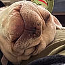 Benito joined the competition — help win amazing prizes! bulldog, dog, sleeping, wrinkled, pet, canine, resting, curled_up, cozy, blanket, couch, indoor, close_up, fur, muzzle, floppy_ears, relaxed, cute, portrait, home