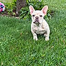 dog, french_bulldog, puppy, pet, animal, outdoor, grass, garden, tree, plants, soccer_ball, lawn, sitting, portrait, ears, wrinkles, cream_colored, short_coat, front_facing, daylight