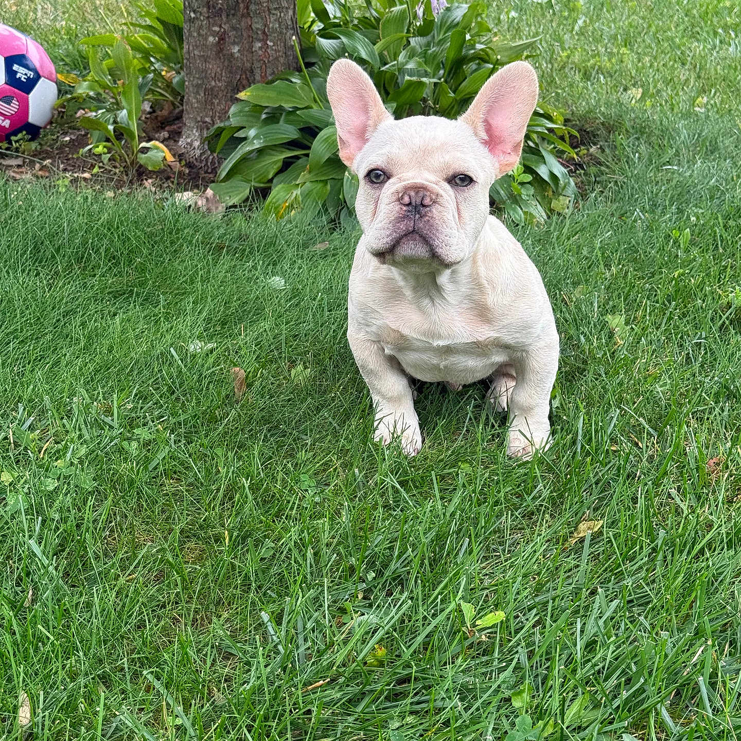 Benito