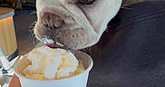 Benito is registered to the contest to win money with this photo: dog, french_bulldog, pet, animal, white_dog, portrait, close_up, large_ears, wrinkled_face, blue_eyes, cream, whipped_cream, starbucks, cup, cafe, person, hand, indoor, food, funny