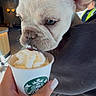 dog, french_bulldog, pet, animal, white_dog, portrait, close_up, large_ears, wrinkled_face, blue_eyes, cream, whipped_cream, starbucks, cup, cafe, person, hand, indoor, food, funny