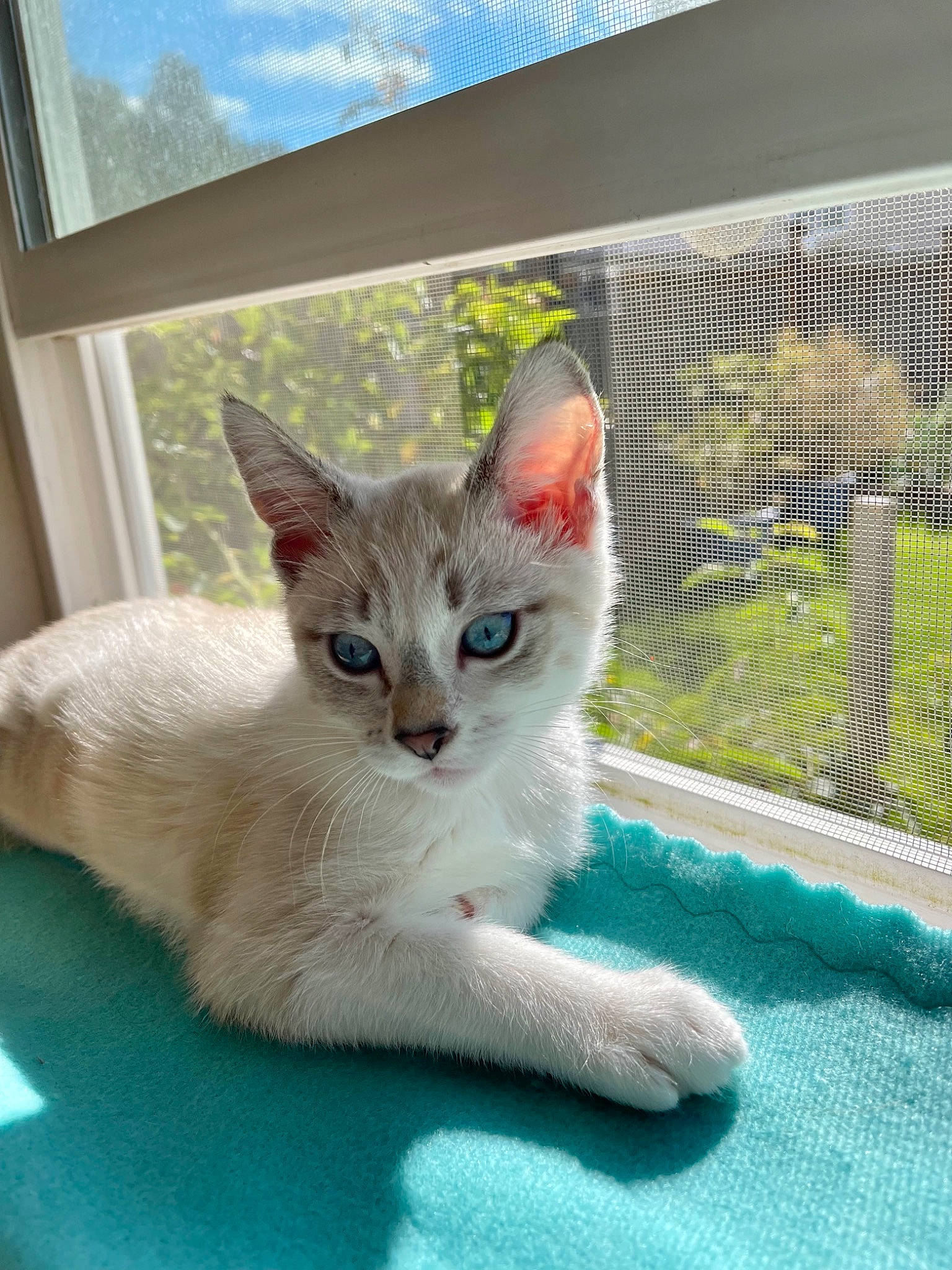 Luna joined the competition — help win amazing prizes! animal_shelter, cage, carnivore, cat, cat_furniture, cat_supply, claw, domestic_short_haired_cat, fawn, felidae, fur, mesh, paw, pet_supply, photo_caption, small_to_medium_sized_cats, snout, tail, whiskers, window