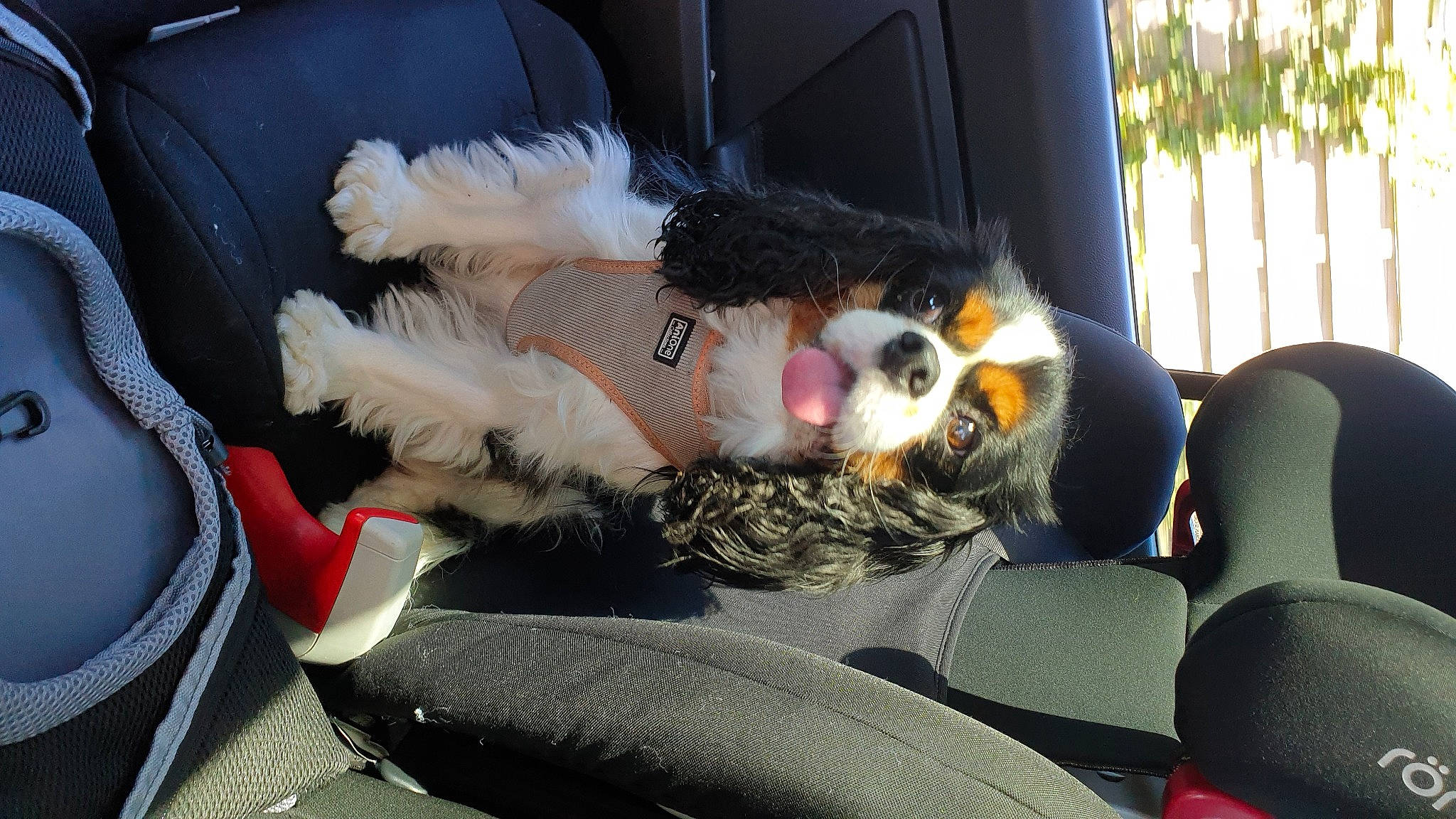 Hazel participe au concours pour gagner de l'argent avec cette photo : auto_part, automotive_exterior, car, car_seat, car_seat_cover, carnivore, comfort, companion_dog, dog_breed, felidae, fur, lap, mammal, motor_vehicle, plant, stuffed_toy, toy, vehicle, vehicle_door, window