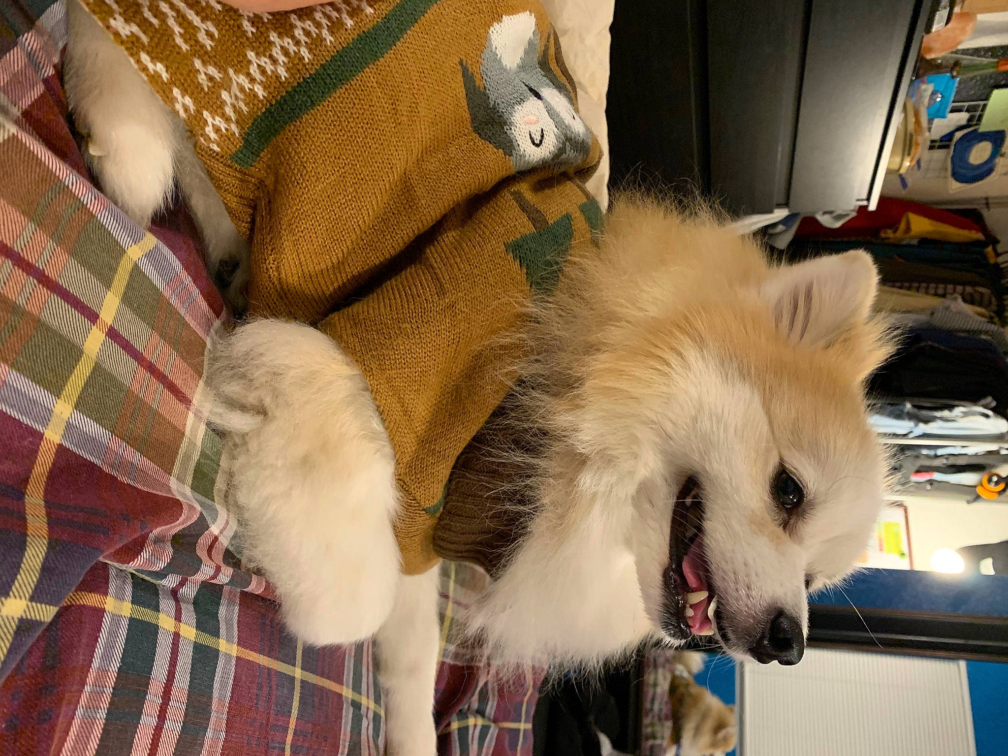 Miko is registered to the contest to win money with this photo: canidae, carnivore, companion_dog, couch, dog, dog_breed, dog_clothes, eyewear, fashion_accessory, fawn, feather, felidae, fur, pattern, plaid, spitz, tartan, textile, toy_dog, whiskers
