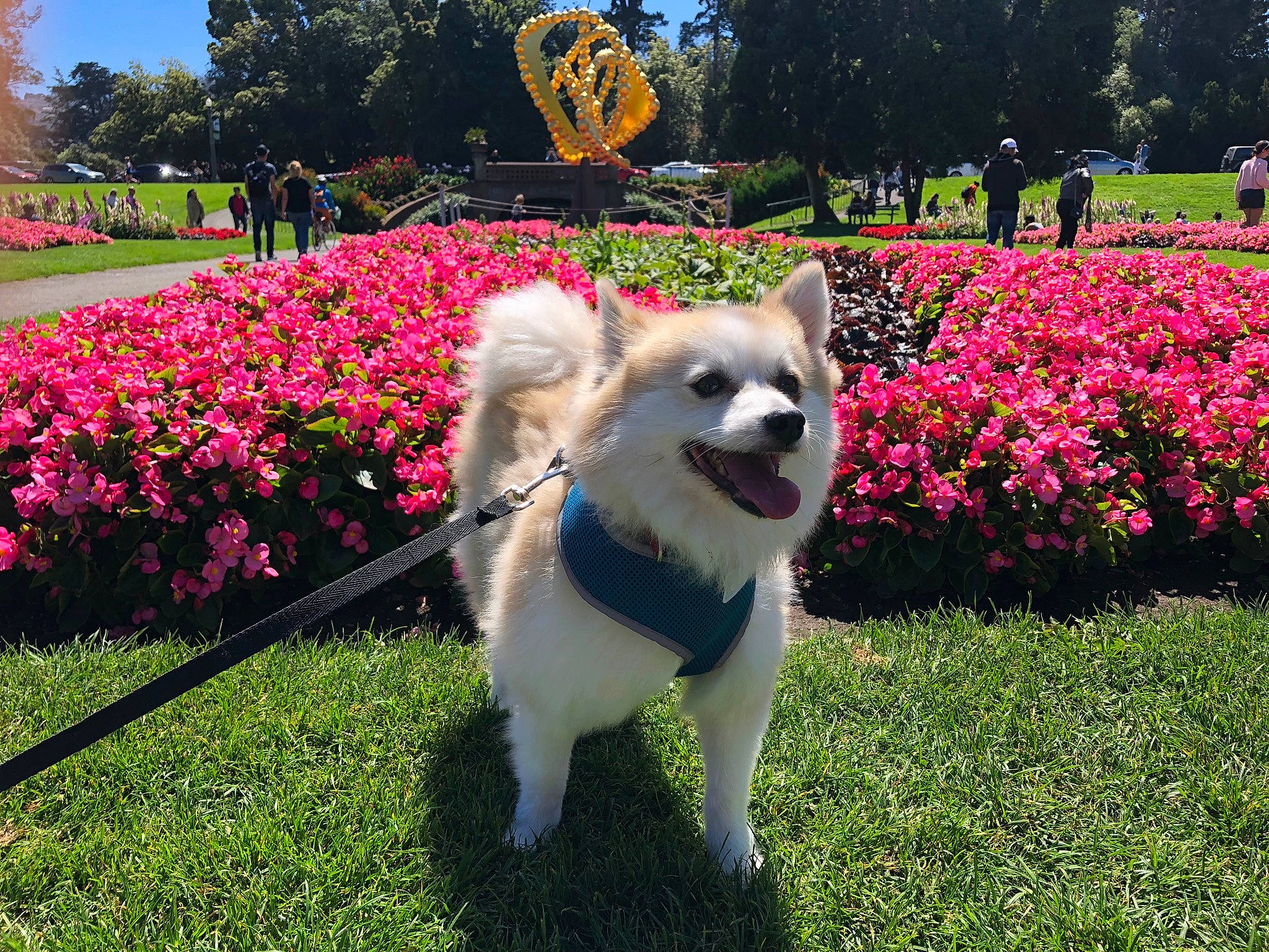 Miko joined the competition — help win amazing prizes! annual_plant, carnivore, companion_dog, dog, dog_breed, flower, garden, grass, groundcover, lawn, leisure, magenta, petal, plant, shrub, sky, sporting_group, toy_dog, tree, working_animal