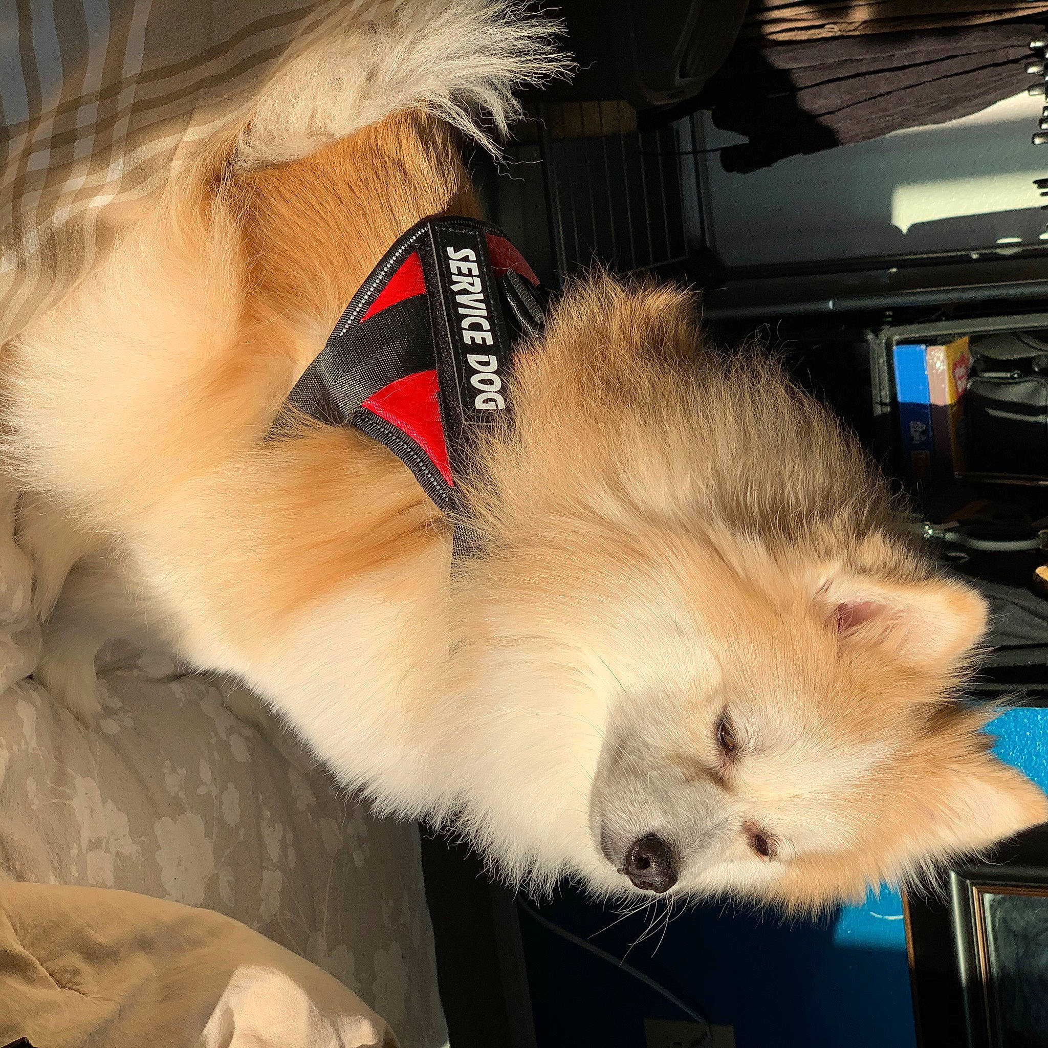 Miko is registered to the contest to win money with this photo: canidae, carnivore, claw, companion_dog, dog_breed, fawn, feather, felidae, fur, paw, small_to_medium_sized_cats, snout, spitz, sporting_group, tail, whiskers