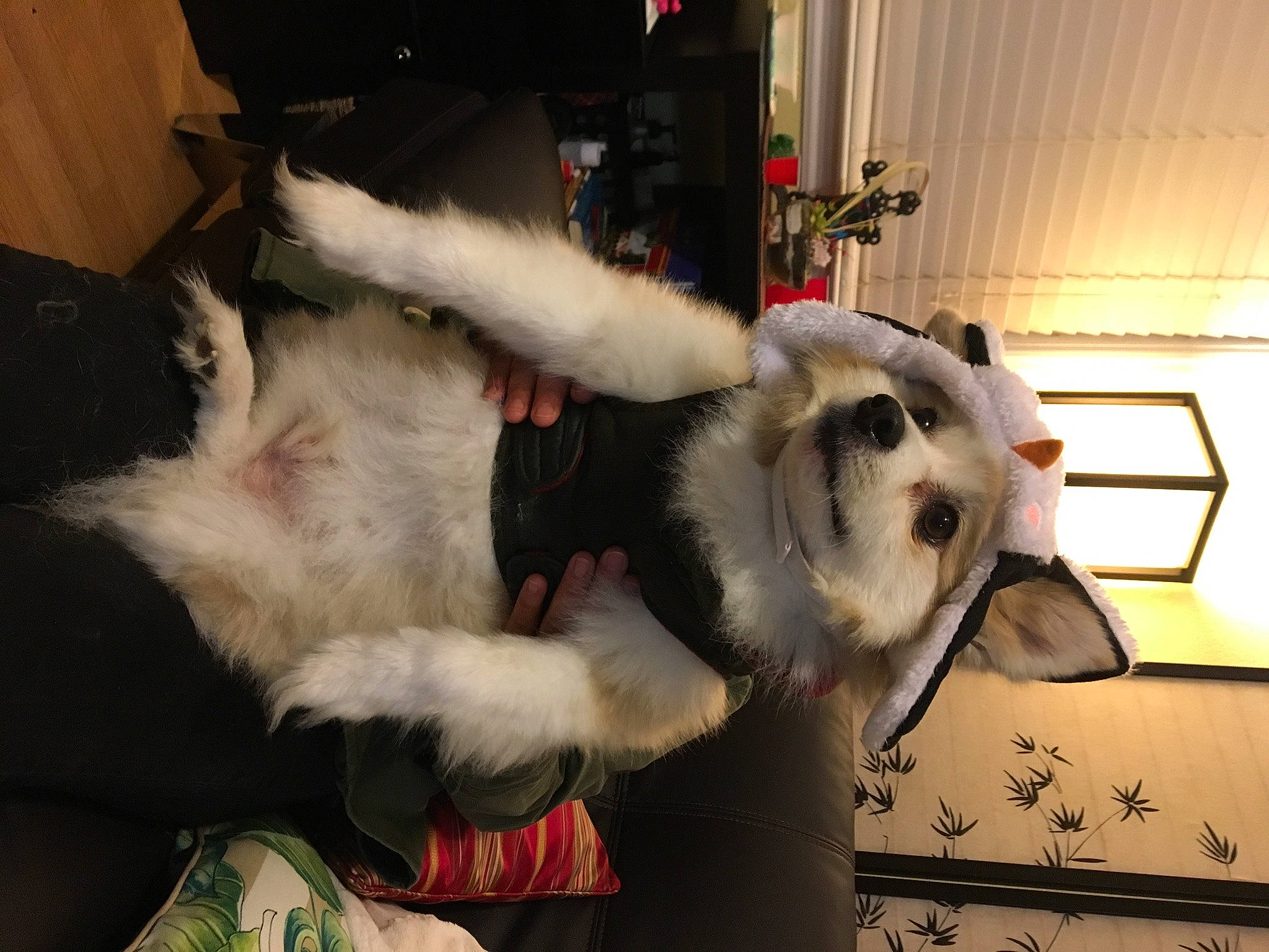 Miko is registered to the contest to win money with this photo: canidae, carmine, carnivore, collar, companion_dog, dog_breed, fang, fawn, felidae, fur, fur_clothing, natural_material, non_sporting_group, small_to_medium_sized_cats, snout, sporting_group, whiskers