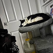 Jimi joined the competition — help win amazing prizes! cat, black_and_white_cat, sleeping, curled_up, cat_tree, pet, indoors, home, door, gray, fur, animal, resting, cozy, household, cleaning_supplies, laundry, vertical_photo, peaceful, cute