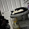 cat, black_and_white_cat, sleeping, curled_up, cat_tree, pet, indoors, home, door, gray, fur, animal, resting, cozy, household, cleaning_supplies, laundry, vertical_photo, peaceful, cute