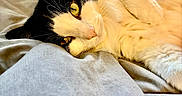 Jimi is registered to the contest to win money with this photo: cat, tuxedo_cat, fluffy, fur, whiskers, yellow_eyes, animal, pet, sleeping, lying_down, relaxed, bed, blanket, bedding, indoors, portrait, close_up, black_and_white, golden_lighting, cute
