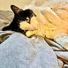 cat, tuxedo_cat, fluffy, fur, whiskers, yellow_eyes, animal, pet, sleeping, lying_down, relaxed, bed, blanket, bedding, indoors, portrait, close_up, black_and_white, golden_lighting, cute
