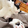 Jimi joined the competition — help win amazing prizes! cat, black_and_white, fluffy, longhaired, sleeping, lounging, stretching, paw, toe_beans, pink_paw_pads, whiskers, feline, pet, bed, bedroom, blanket, cozy, indoor, wooden_dresser, relaxed