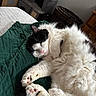 Jimi is registered to the contest to win money with this photo: cat, black_and_white, fluffy, sleeping, lying_down, paws, toe_beans, pink_nose, whiskers, fur, pet, indoor, blanket, green_blanket, cozy, relaxed, nap, closeup, furniture, portrait
