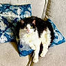 cat, black_and_white, fluffy, longhaired, pet, animal, feline, green_eyes, whiskers, pink_nose, sitting, lounging, cushion, sofa, indoor, home, textile, blue, portrait, relaxed
