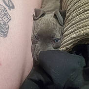 Azure joined the competition — help win amazing prizes! puppy, dog, gray, tattoo, arm, cushion, blanket, resting, cozy, indoor, closeup, cute, pet, fur, snuggling, sleepy, relaxing, portrait, animal, companion