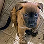 Sweetie Pie is registered to the contest to win money with this photo: puppy, dog, brown_fur, black_snout, sitting, tile_floor, cute, pet, young_dog, indoor, animal, small, furry, looking_up, four_legs, ears, tail, canine, adorable, companion