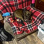 Sweetie Pie joined the competition — help win amazing prizes! dog, plaid_blanket, sofa, dog_toys, wood_floor, backpack, laundry_basket, furniture, home_interior, brown_dog, chew_toy, red_blanket, plush_toy, rope_toy, wooden_drawer, living_room, pet, comfort, indoor, relaxed