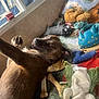 dog, toy, bone, blanket, indoor, window, curious, brown_fur, plush_toy, chew_toy, pet, animal, resting, looking_back, cozy, collar, soft_light, fabric, relaxed, chew_bone