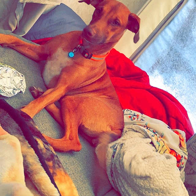 Maggie Mae is registered to the contest to win money with this photo: animal, baby, blanket, canine, clothing, couch, cushion, dog, face, furniture, head, homedecor, hound, indoors, person, pet, photography, portrait, puppy, sleeping