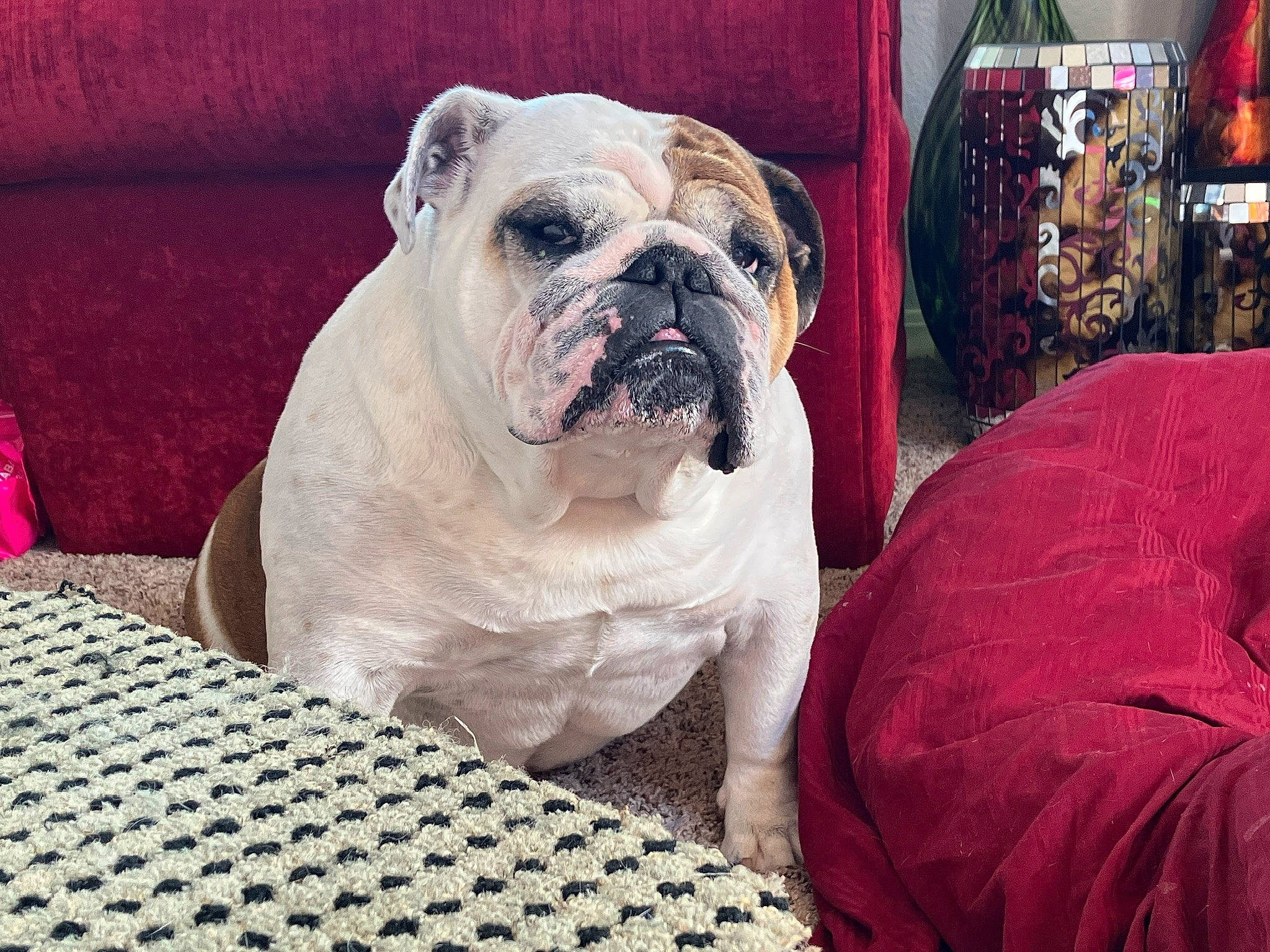 Diva joined the competition — help win amazing prizes! bulldog, canidae, carnivore, comfort, companion_dog, dog, dog_breed, fawn, flooring, linens, magenta, pattern, plant, puppy_love, snout, sporting_group, tablecloth, toy_dog, white_english_bulldog, wrinkle