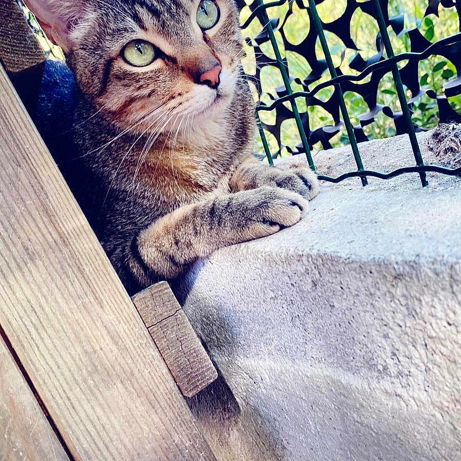 Rio a rejoint le concours — aidez-le/la à gagner de superbes lots ! animal, background_blur, cat, close_up, concrete, curious, daylight, fence, green_eyes, metal_fence, nature, outdoor, paw, pet, portrait, resting, tabby_cat, texture, whiskers, wood