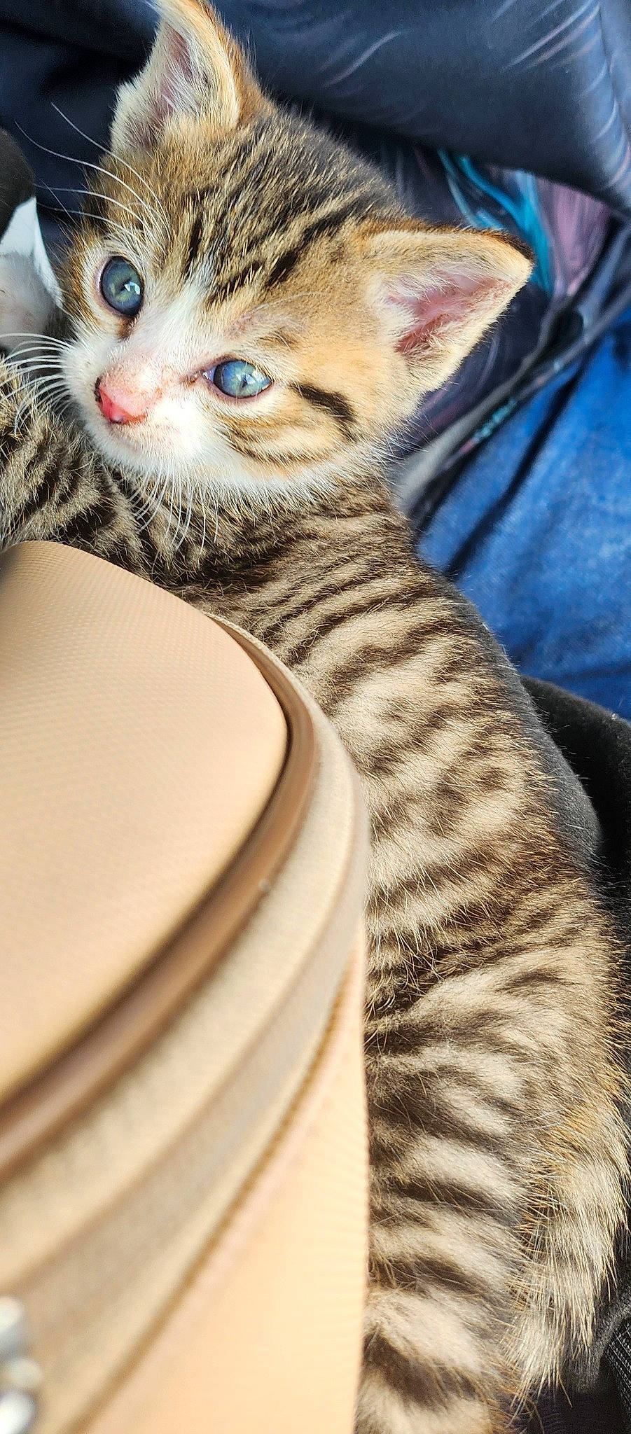 Luffy participe au concours pour gagner de l'argent avec cette photo : carnivore, cat, claw, close_up, comfort, domestic_short_haired_cat, door, eye, fawn, felidae, fur, head, human_body, paw, small_to_medium_sized_cats, snout, terrestrial_animal, whiskers, wildlife, window