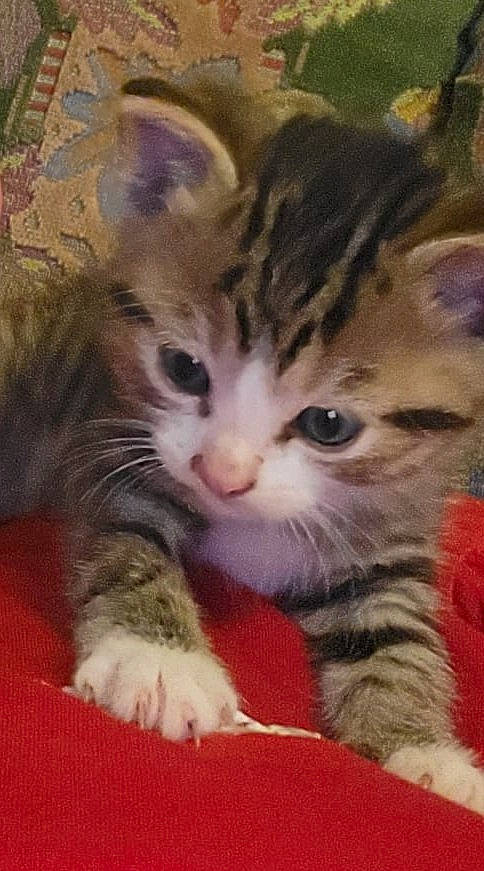 Luffy a rejoint le concours — aidez-le/la à gagner de superbes lots ! carnivore, cat, claw, domestic_short_haired_cat, fawn, felidae, fur, paw, small_to_medium_sized_cats, snout, tail, whiskers