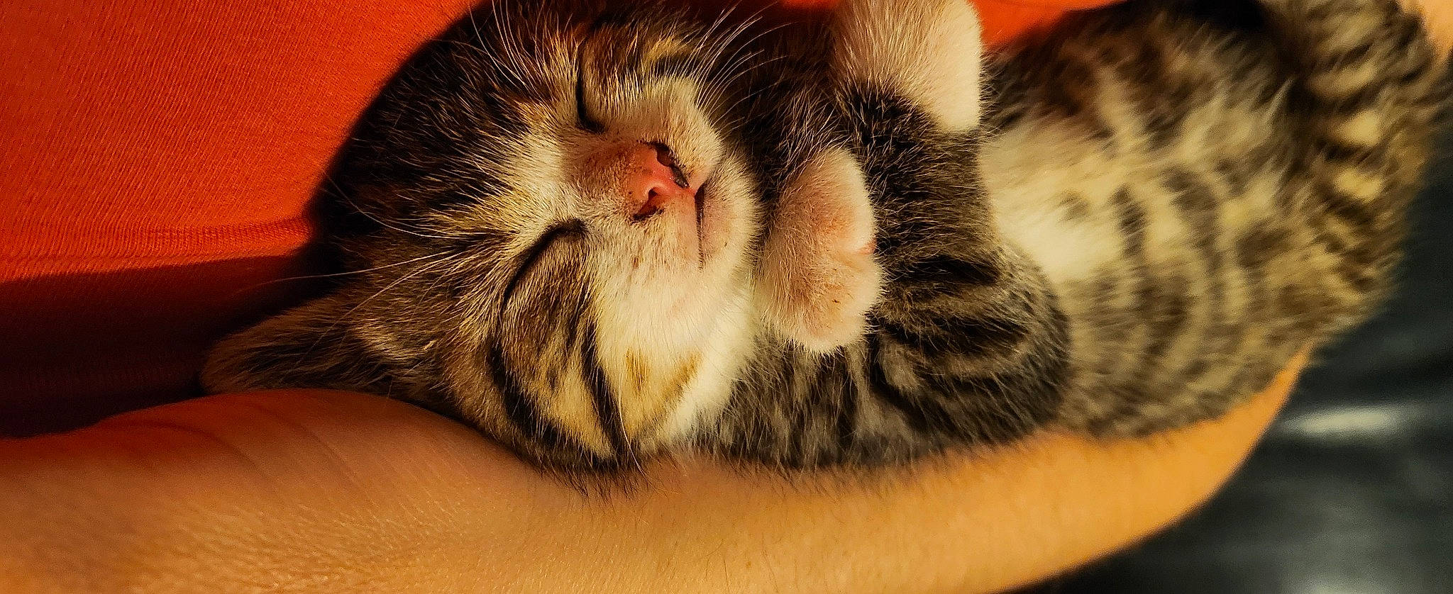 Luffy participe au concours pour gagner de l'argent avec cette photo : carnivore, cat, claw, close_up, comfort, domestic_short_haired_cat, ear, fawn, felidae, fur, nap, paw, sleep, small_to_medium_sized_cats, snout, tail, terrestrial_animal, whiskers