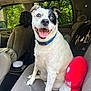 animal, black_patch, car_interior, collar, cute, dog, happy, indoor, mushroom_pillow, pet, plush_pillow, seat, sitting, smiling, sunlight, tongue_out, trees, vehicle, white_fur, window