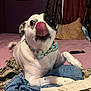 Pete is registered to the contest to win money with this photo: animal, bed, black_spot, bow_tie, canine, close_up, clothing, curtains, decor, dog, fabric, funny, indoor, lying_down, pet, pillow, playful, room, tongue, white_dog