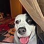 Pete is registered to the contest to win money with this photo: animal, background, black_and_white, closeup, collar, cozy, curtain, dog, ears, eyes, face, fur, happy, home, indoor, nose, pet, smile, tongue, window