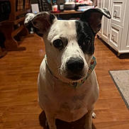 Pete is registered to the contest to win money with this photo: animal, black_and_white, cabinet, chair, collar, curious, cute, dog, domestic, ears, floor, furniture, home, indoor, looking, mammal, pet, room, sitting, wooden_floor