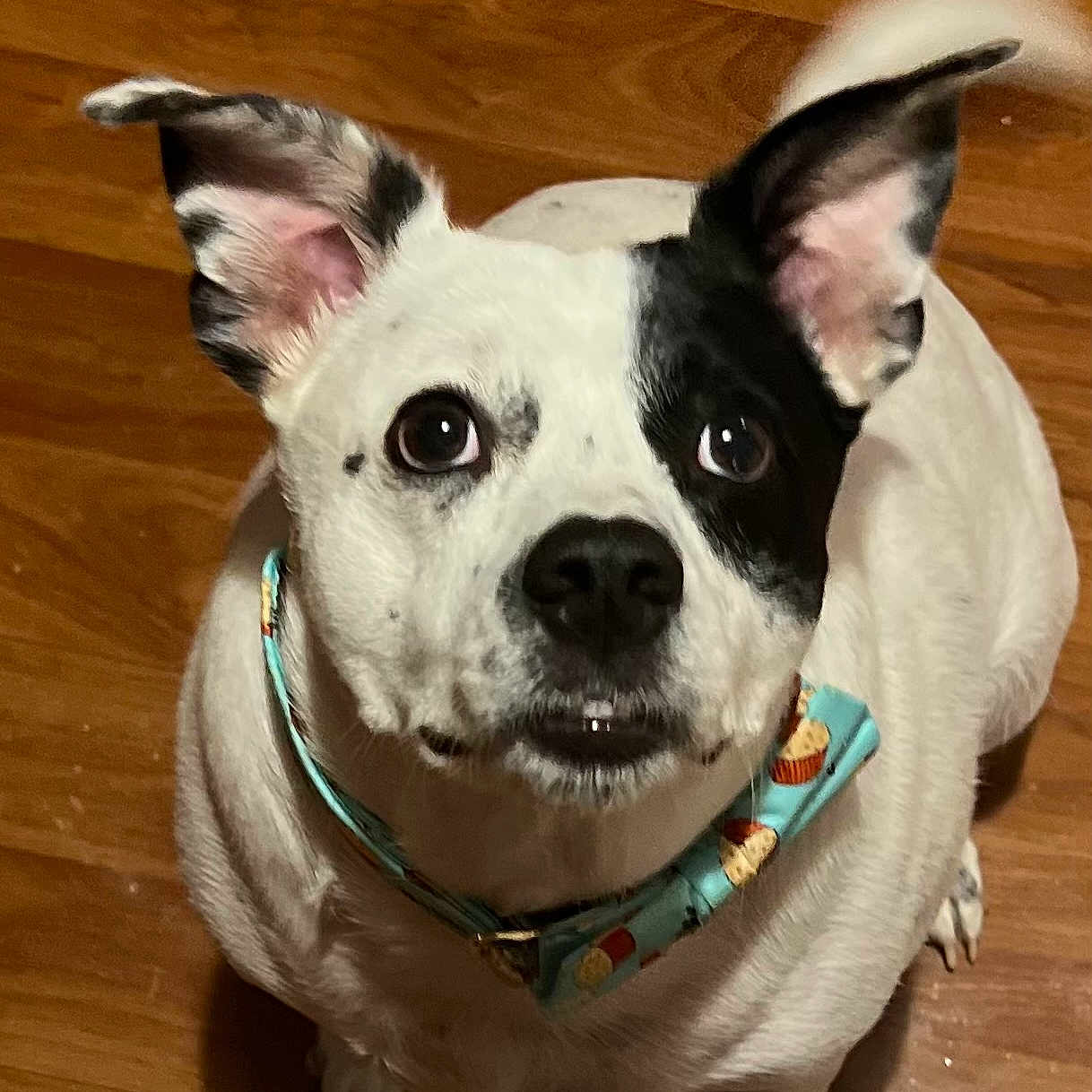 Pete is registered to the contest to win money with this photo: adorable, animal, black_and_white, bowtie, collar, companion, cute, dog, domestic_animal, ears, expression, face, floor, friendly, indoor, looking_up, pet, playful, sitting, wooden_floor