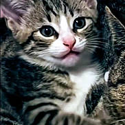 Ak Hoskins is registered to the contest to win money with this photo: kitten, tabby, cat, feline, pet, animal, cute, young, fur, whiskers, eyes, snuggling, blanket, cozy, indoor, mammal, sleeping, pink, close_up, companion