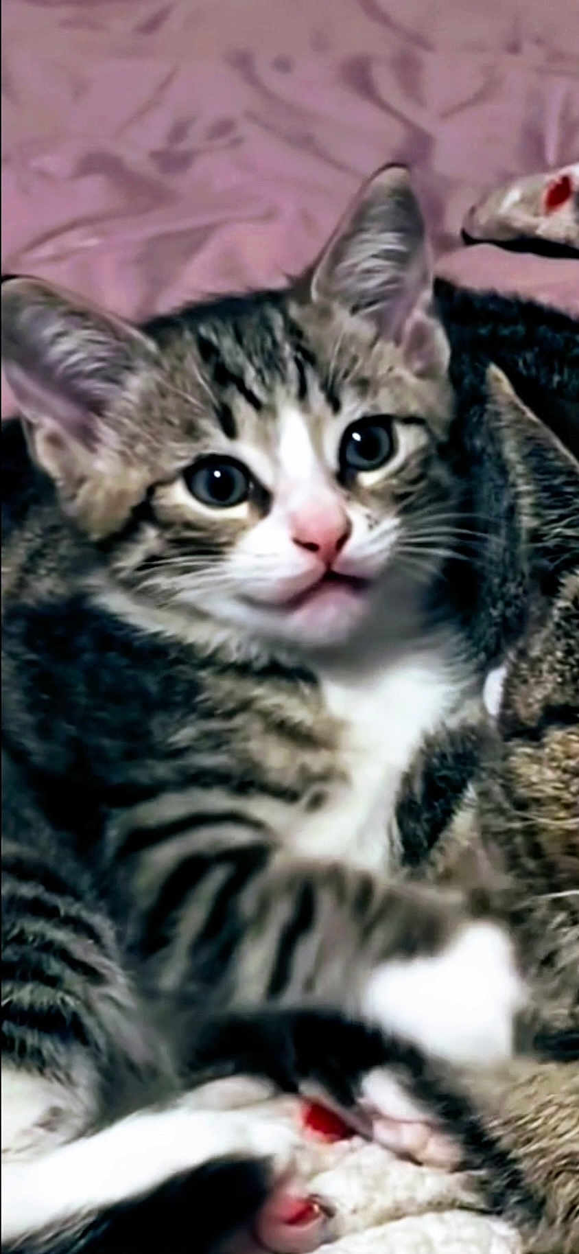 Ak Hoskins is registered to the contest to win money with this photo: kitten, tabby, cat, feline, pet, animal, cute, young, fur, whiskers, eyes, snuggling, blanket, cozy, indoor, mammal, sleeping, pink, close_up, companion