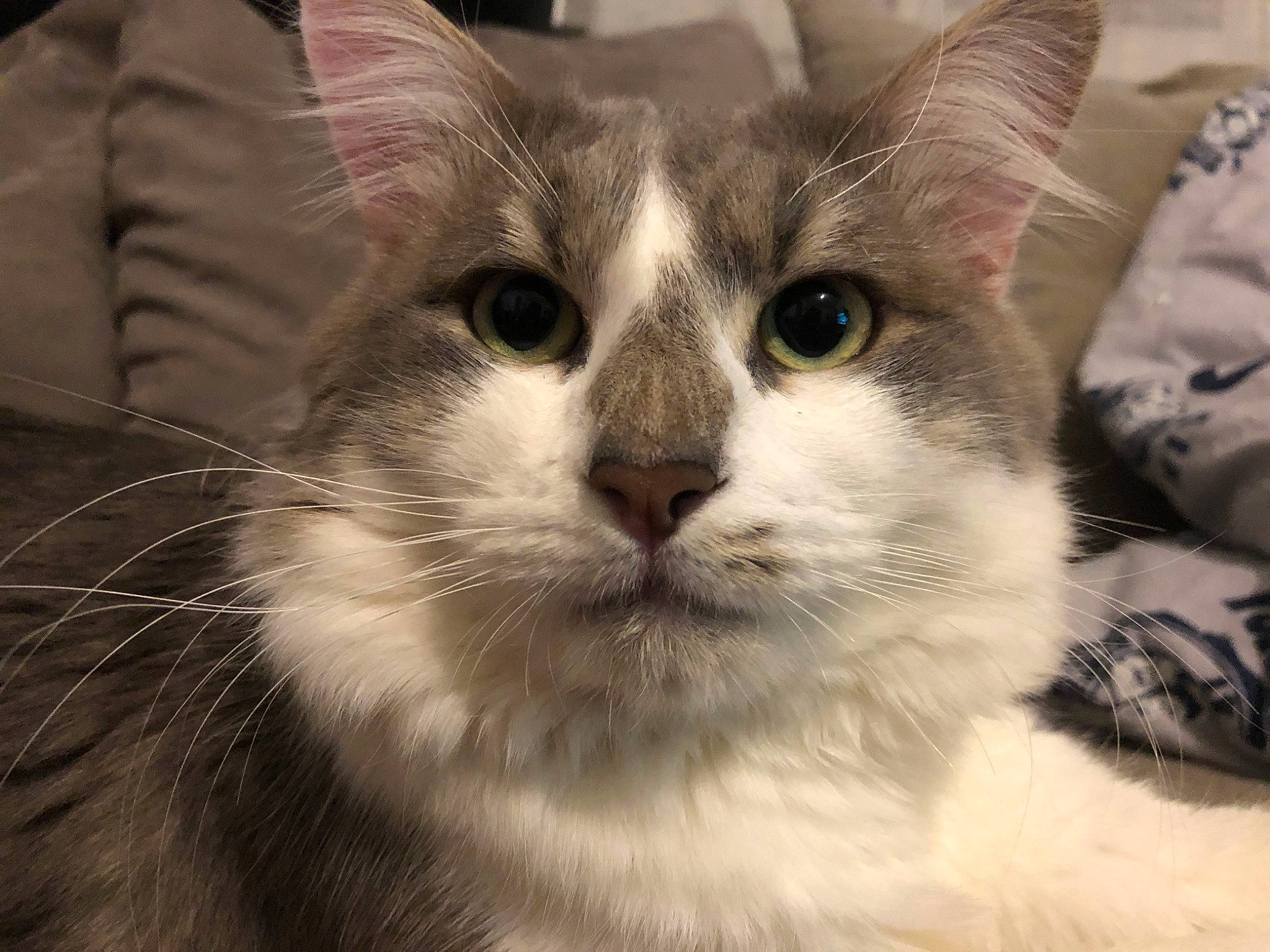 Smoky participe au concours pour gagner de l'argent avec cette photo : carnivore, cat, domestic_short_haired_cat, felidae, fur, paw, small_to_medium_sized_cats, snout, terrestrial_animal, whiskers, window