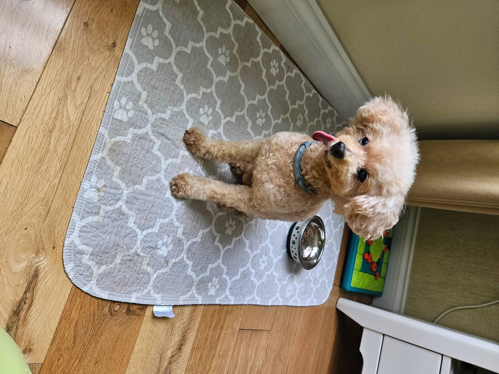 Axel is registered to the contest to win money with this photo: carnivore, companion_dog, dog, dog_breed, fawn, flooring, fur, hardwood, pet_supply, poodle, sporting_group, stuffed_toy, tail, terrier, toy, toy_dog, water_dog, wood, wood_flooring, working_animal