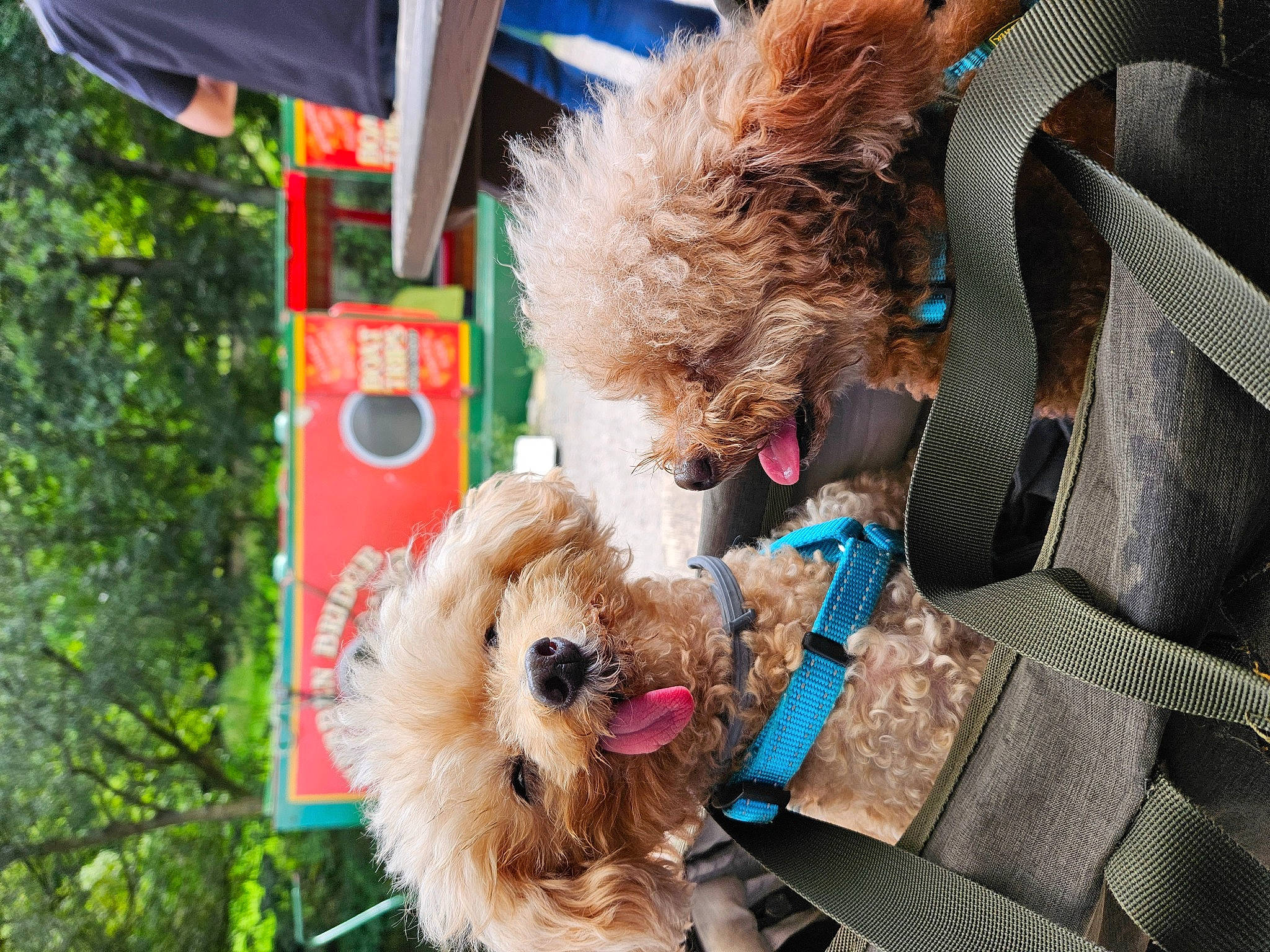 Axel joined the competition — help win amazing prizes! canidae, carnivore, collar, companion_dog, dog, dog_breed, dog_collar, dog_supply, eyewear, fawn, fur, labradoodle, leash, small_terrier, sporting_group, sunglasses, terrier, toy, toy_dog, yorkipoo