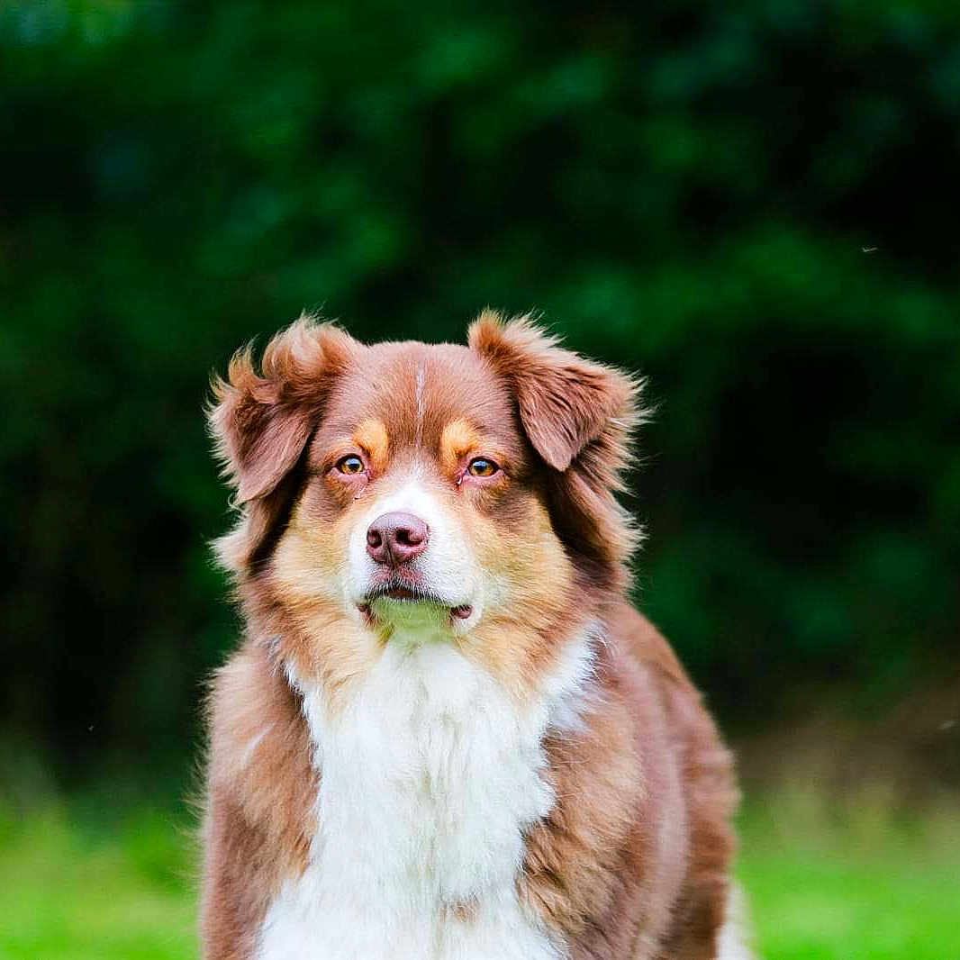 Ruby participe au concours pour gagner de l'argent avec cette photo : animal, background_blur, brown, calm, canine, dog, ears, eyes, face, fluffy, fur, grass, mammal, nature, nose, outdoor, pet, portrait, standing, white
