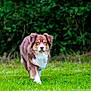 dog, brown, white, grass, greenery, outdoor, animal, fur, pet, nature, walking, canine, field, leafy_background, focused, mammal, daylight, alert, portrait, friendly