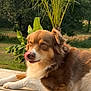 Ruby a rejoint le concours — aidez-le/la à gagner de superbes lots ! dog, outdoor, wooden_deck, greenery, plant, tree, tongue, licking, brown_fur, white_fur, pet, animal, resting, nature, sunlight, canine, relaxed, fur, playful, tongue_out