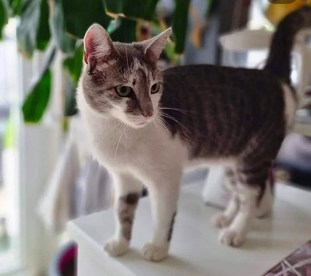 Pépito participe au concours pour gagner de l'argent avec cette photo : carnivore, cat, claw, domestic_short_haired_cat, felidae, fur, paw, pet_supply, small_to_medium_sized_cats, snout, tail, terrestrial_animal, whiskers, wildlife, window