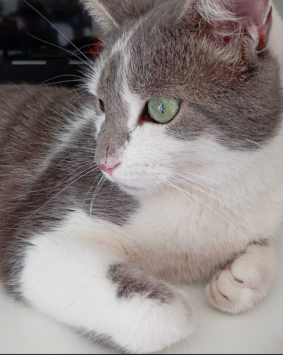 Pépito a rejoint le concours — aidez-le/la à gagner de superbes lots ! carnivore, cat, claw, collar, domestic_short_haired_cat, ear, felidae, fur, paw, photo_caption, small_to_medium_sized_cats, snout, tail, whiskers, window