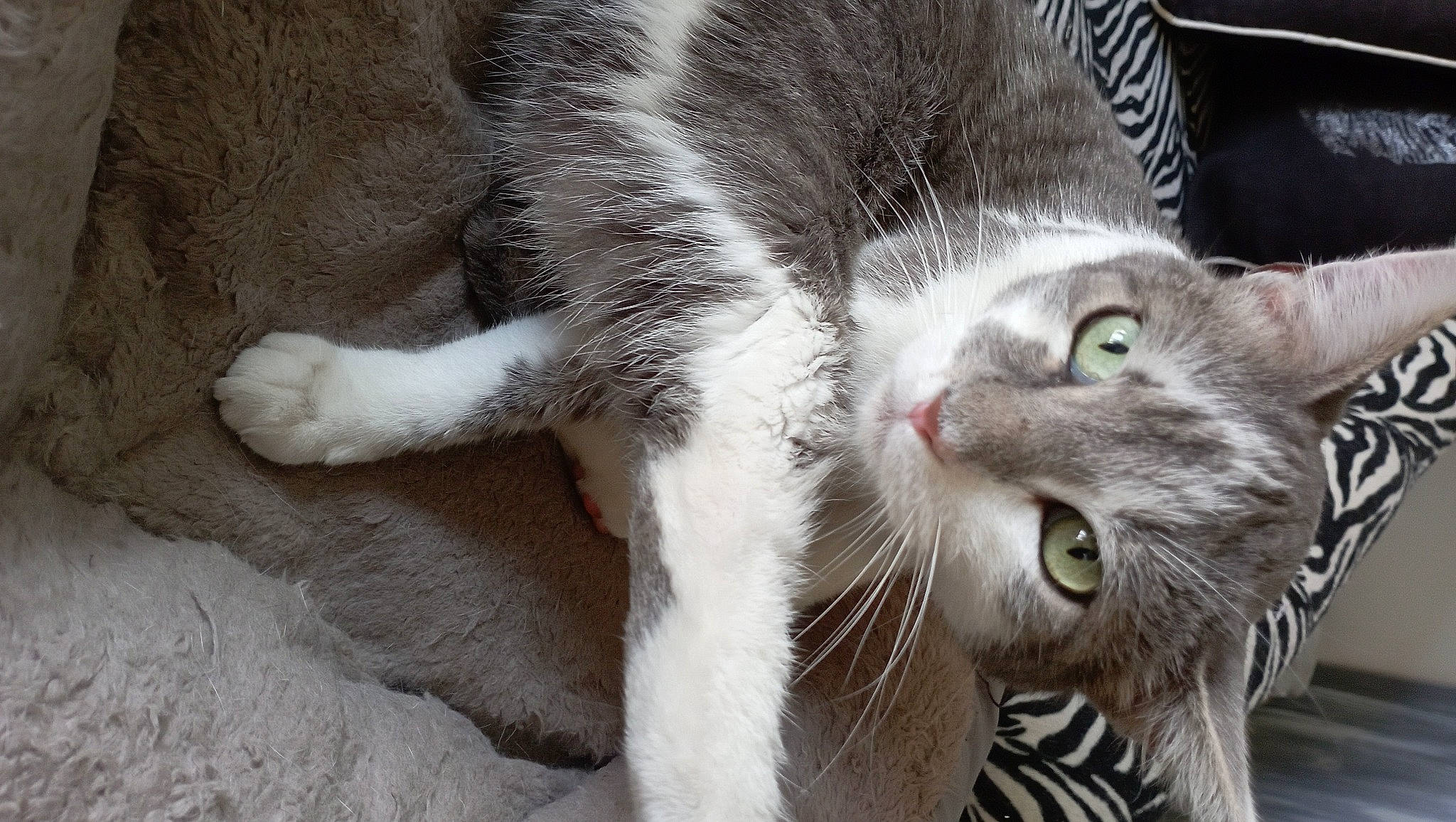 Pépito a rejoint le concours — aidez-le/la à gagner de superbes lots ! carnivore, cat, claw, domestic_short_haired_cat, felidae, fur, paw, small_to_medium_sized_cats, tail, terrestrial_animal, whiskers, window