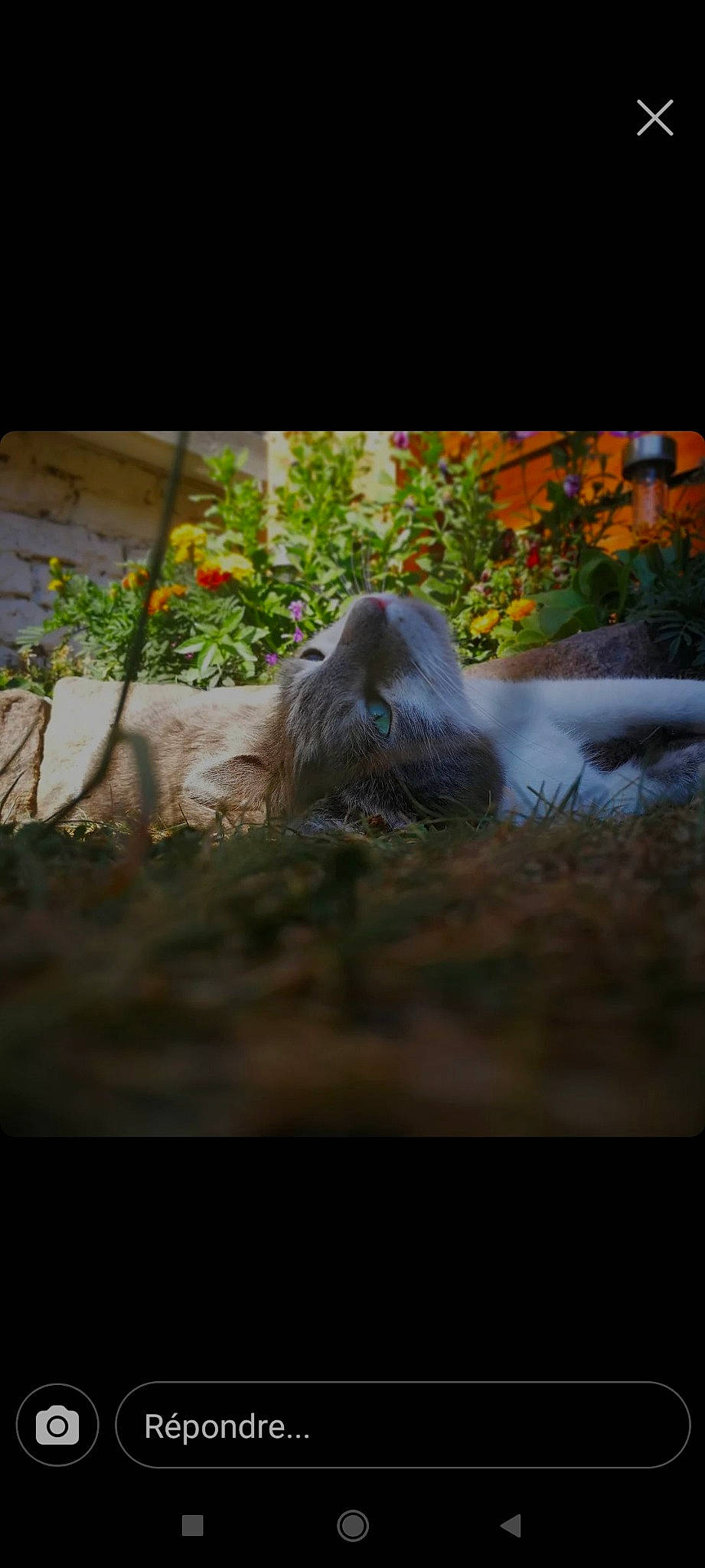 Pépito a rejoint le concours — aidez-le/la à gagner de superbes lots ! fawn, grass, organism, plant, snout, terrestrial_animal, twig, wildlife, wood, zoo