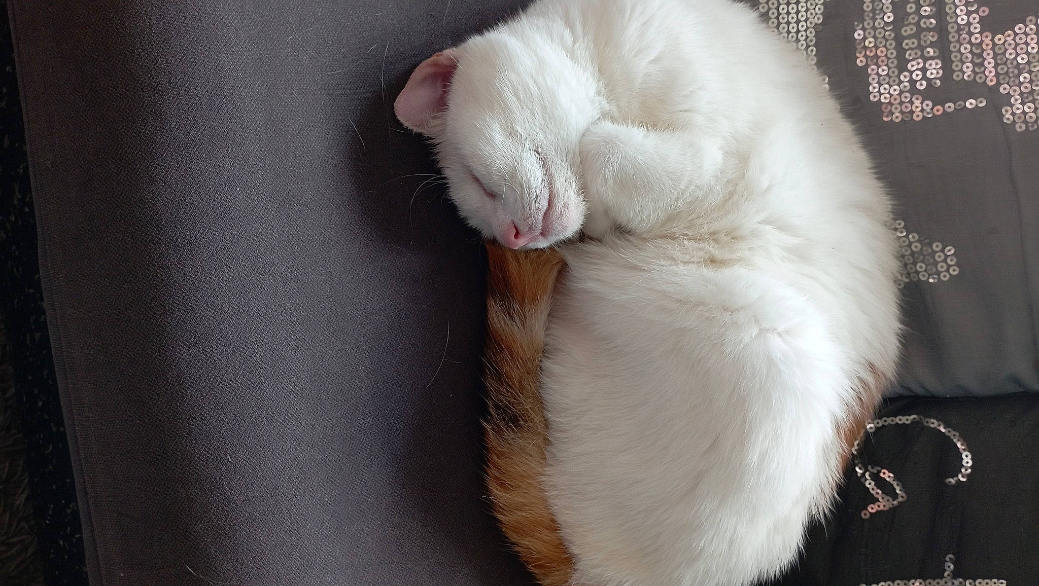 Blanca a rejoint le concours — aidez-le/la à gagner de superbes lots ! carnivore, cat, claw, comfort, domestic_short_haired_cat, ear, eye, fawn, felidae, foot, fur, paw, small_to_medium_sized_cats, tail, whiskers